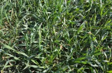 pszenica, krzewienie