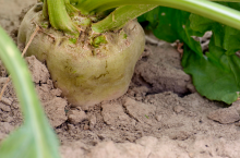 burak cukrowy kampania, zielony ład