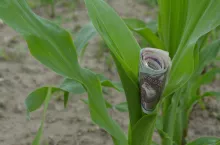 15 marca br. rusza kampania wniosków o dopłaty bezpośrednie!