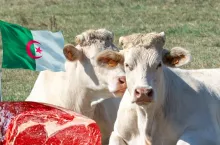 Eksport mięsa i żywca wołowego do Algierii już jest możliwy.