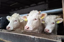 Jałówki mięsne to nadal stabilna gałąź opasu.