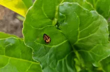 Nie każdy wie, jak wygląda larwa biedronki. Nie wolno jej zwalczać!