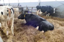 Najwyższa efektywność leczenia mastitis jest w okresie zasuszenia