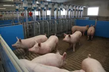 Ceny tuczników są stabilne (14.03.2024)