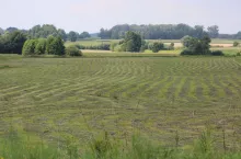 użytki zielone Fot. Bujoczek