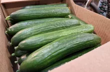 Import ogórków z Rosji