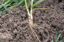 łamliwość źdźbła zbóż, choroby