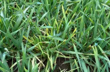 wirus żółtej karłowatości jęczmienia BYDV porażenie jęczmień