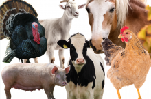 dobrostan zwierząt jakie załączniki tzreba dostarczyć