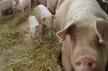 locha z prosiętami na słomie