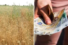Ubezpieczenie uprawa na wiosnę 2024: Jakie są maksymalne sumy za 1 ha?
