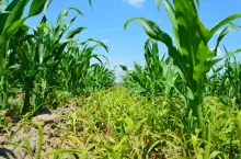 Chwastnica jednostronna jest ciepłolubna przez co często zachwaszcza kukurydzę wtórnie. Występuje zwłaszcza na polach nawożonych obornikiem. Lubi gleby żyzne, bogate w azot i wapń. Jest bardzo konkurencyjna. Masowo wschodzi, gdy ciepłej pogodzie towarzyszą intensywne opady. Przy odchwaszczaniu przedwschodowym zawsze jest ryzyko, że będzie konieczna poprawka. Ale przedwschodowe odchwaszczanie kukurydzy może być bardzo skuteczne. Jest jeden warunek – dobre uwilgotnienie gleby i ciepły start wiosny