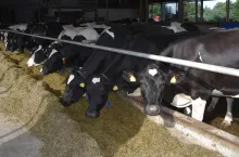 Krowy żyły dłużej w stadach w USA w latach trzydziestych XX wieku, produktywne życie trwało wtedy od 5 do 10 lat po wycieleniu, czyli łącznie 7–12 lat.