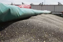 Rosną ceny rzepaku na Matifie. A jakie są ceny kontraktów na żniwa 2024?