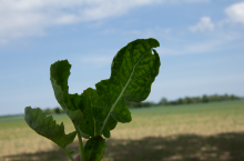 Niedobór siarki na liściu rzepaku
