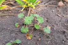 Bodziszek z powodzeniem zimuje w zbożach i szybko rozwija się na wiosnę.