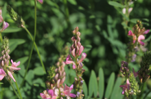 Esparceta siewna kwiatostany