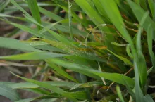 mączniak, rdza brunatna, choroby