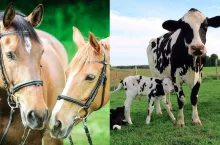 XVIII Forum zootechniczno-weterynaryjne pt: ”Rozród zwierząt w dobie selekcji genomowej” w Poznaniu odbędzie się 18-19 kwietnia.