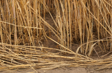 dopłaty suszowe 2023