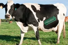 Magnes dożwaczowy pozwala wyłapywać metalowe elementy i zabezpiecza zwierzęta przed uszkodzeniem żwacza i innych narządów.