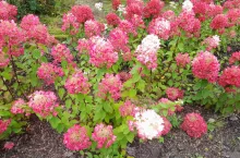 Hortensja ogrodowa zwana jest również wodnym krzewem, a zabarwienie kwiatów zależy od odczynu gleby: poniżej pH 7 będą niebieskie, a gdy pH będzie ponad 7 – kwiaty są różowe