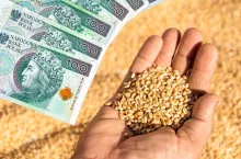 Dopłaty do zbóż 2024: czy sprzedaż między rolnikami będzie uprawniać do pomocy?