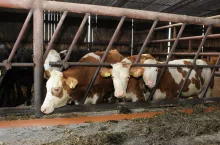 Jakie są aktualne ceny bydła w Polsce?