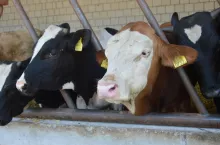 Ceny bydła 26.03.2024 - ubojnie podniosły lekko stawki za krowy.