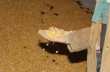 W opublikowanym przez firmę Cargill raporcie, obejmującym cały 2023 rok, odnotowano w porównaniu z 2022 rokiem zwiększenie ilości fumonizyn, za to niewielki spadek skażenia zearalenonem.