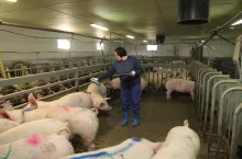 Osiągnięcie przez loszkę odpowiedniego wieku i masy ciała jest konieczne do uzyskania oczekiwanych parametrów użytkowania rozpłodowego