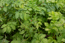 Ziemniaki uszkodzone przez stonkę ziemniaczaną