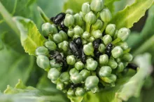 Słodyszek rzepakowy na plantacji pod 27 marca 2024 r.