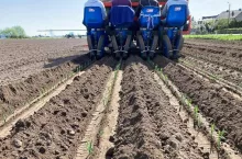 Sadzenie pora Złotniki