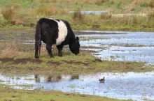 Belted Galloway on a field at a nature reserve. These are traditional beef cattle and known for their black and white wool.