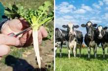 Rząd podnosi dopłaty do ubezpieczenia rolnego