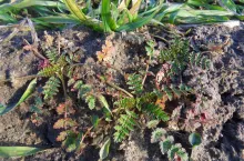 SAMSUNG DIGITAL CAMERA