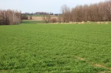 zboża