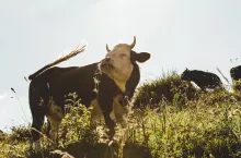 Głównym założeniem innowacyjnego projektu ubezpieczania krów mlecznych z wykorzystaniem mikrochipów, jest stałe monitorowanie ich stanu zdrowia i parametrów otoczenia