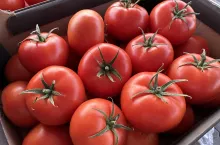 Polskie pomidory w kartonach