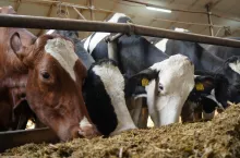 Badania wykazały, że najwyższy poziom zawartości mocznika w mleku ma miejsce w 4–6 godzinie po pobraniu paszy