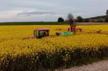 Plony w górę – czyli nowy rozdział w ochronie rzepaku!