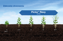 PictorRevy zalecenia stosowania