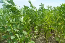 SAMSUNG DIGITAL CAMERA