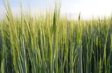 jęczmień jary, pole