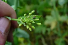 W uprawach rzepaku ozimego odnotowano bardzo liczne występowanie słodyszka rzepakowego