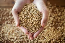 Jakie są ceny zbóż i rzepaku?