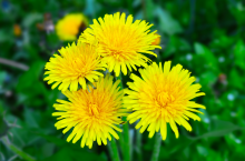 zwalczanie chwastów dwulisciennych