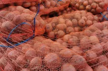 Cebula w workach hurt