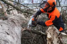 Często spotykanym problemem są rozrastające się drzewa, które zacieniają posesję sąsiadującą.